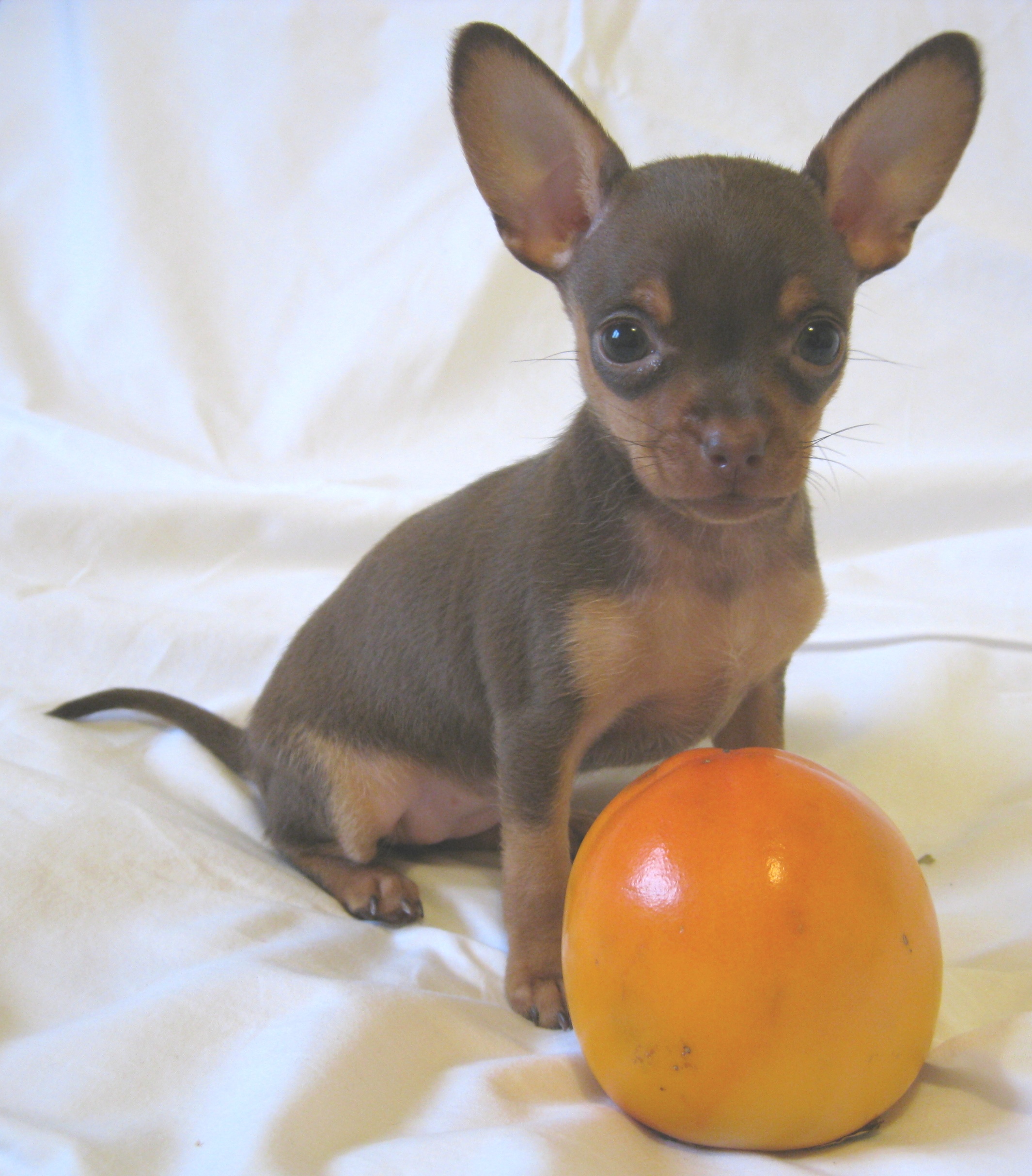 Russian Toy Terrier Pups For