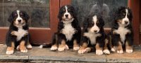 Bernese Mountain Dog breeder in Ireland
