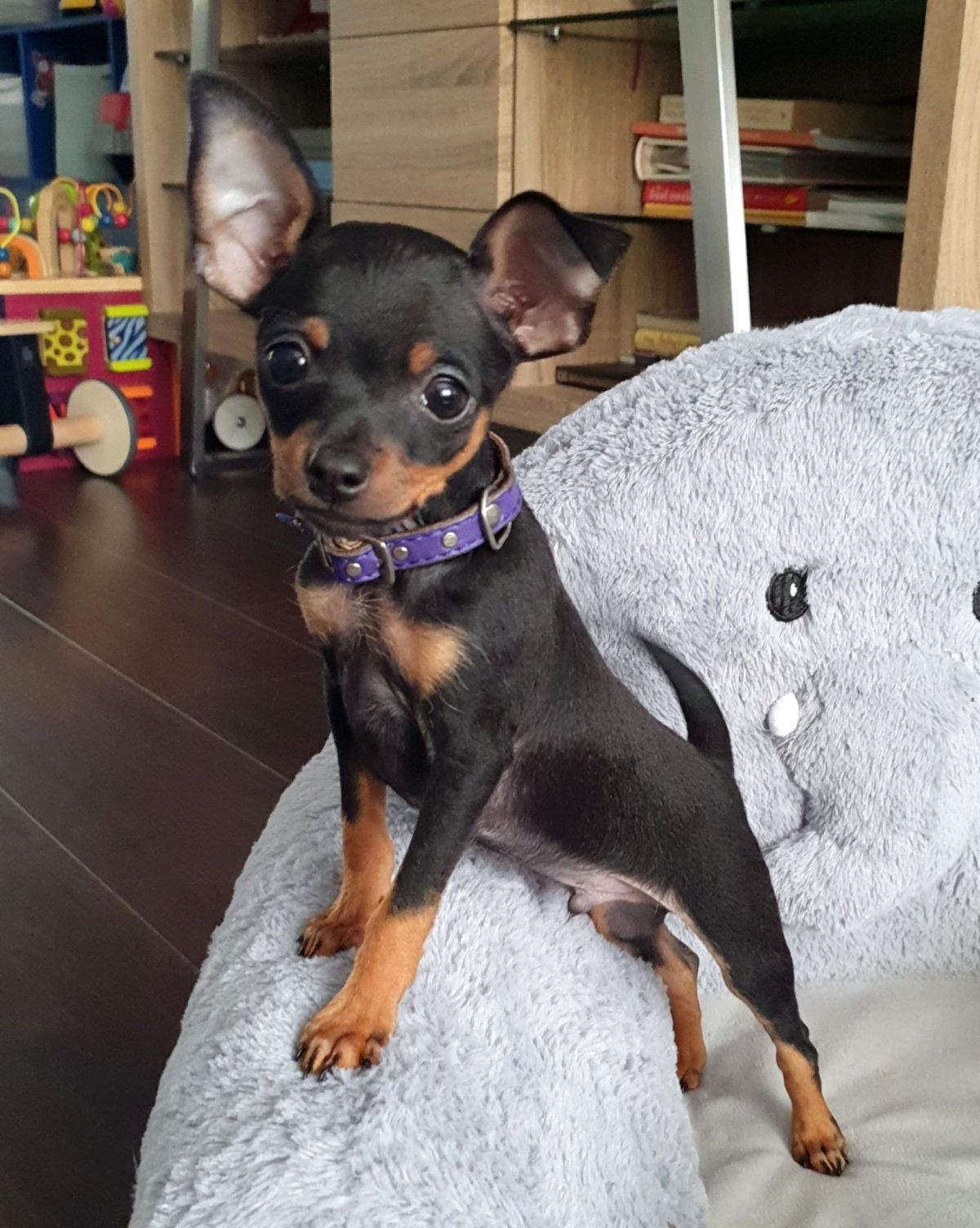 Toy Terrier Pups For Ireland