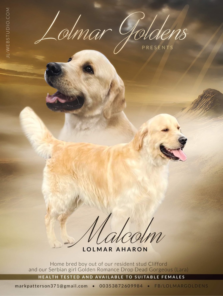 Golden Retriever stud dog Ireland Galway Lolmar