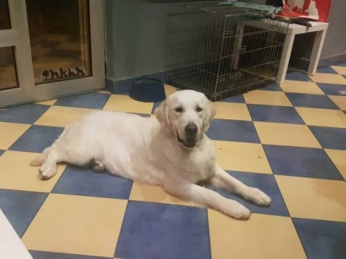 Golden Retriever Stud Dog in Ireland
