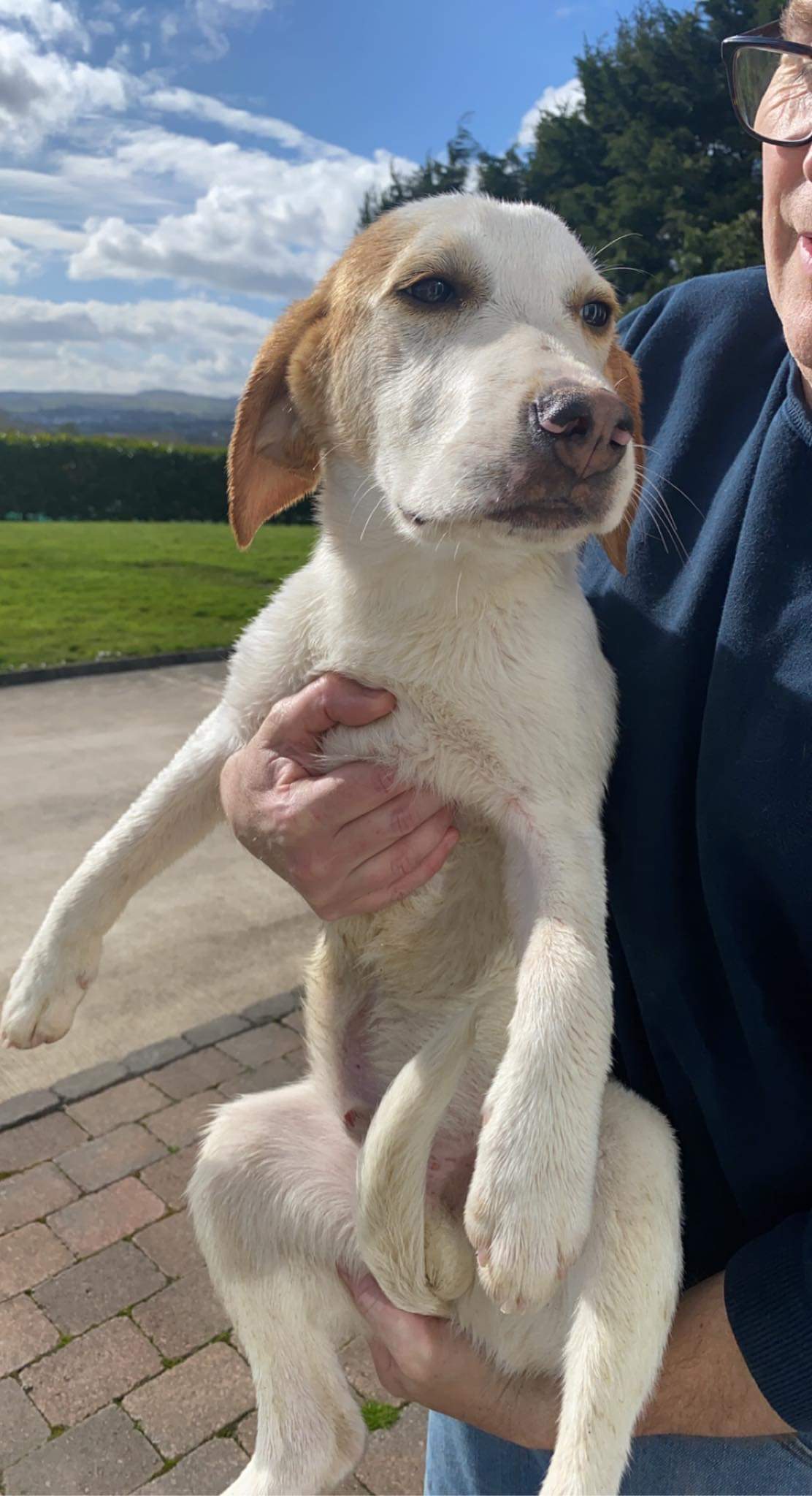Kerry beagle pups for sale Ireland Donegal