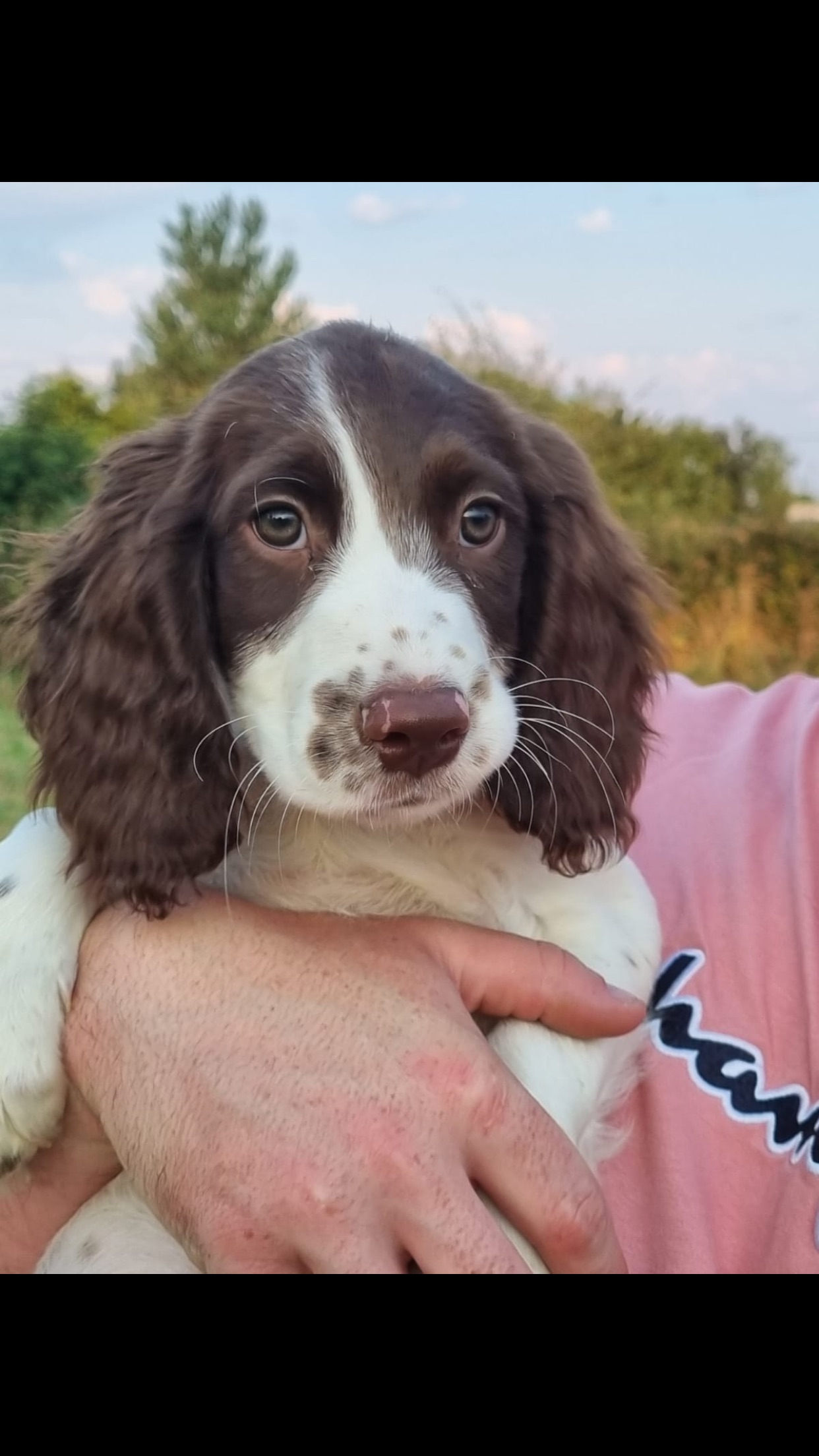 English Springer Spaniel pups for sale Ireland Tipperary