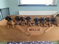 Rhodesian ridgeback pups for sale Ireland Donegal