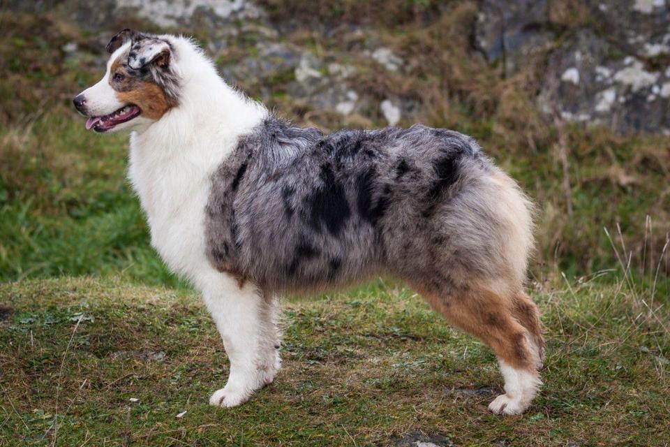 irish shepherd dog