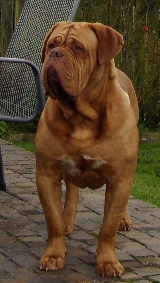 dogue de bordeaux for sale