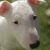 English Bull Terrier Breeder Dublin Ireland