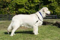 Golden retriever stud dog wexford