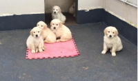 Golden Retriever pups for sale in Ireland