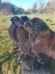 Newfoundland dog breeders Ireland