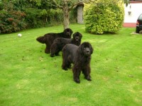 Snugines Newfoundlands