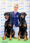 Dobermann Breeder Ireland