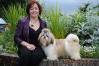 Shih Tzu Breeder in Ireland