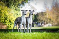 Whippet breeders in Ireland